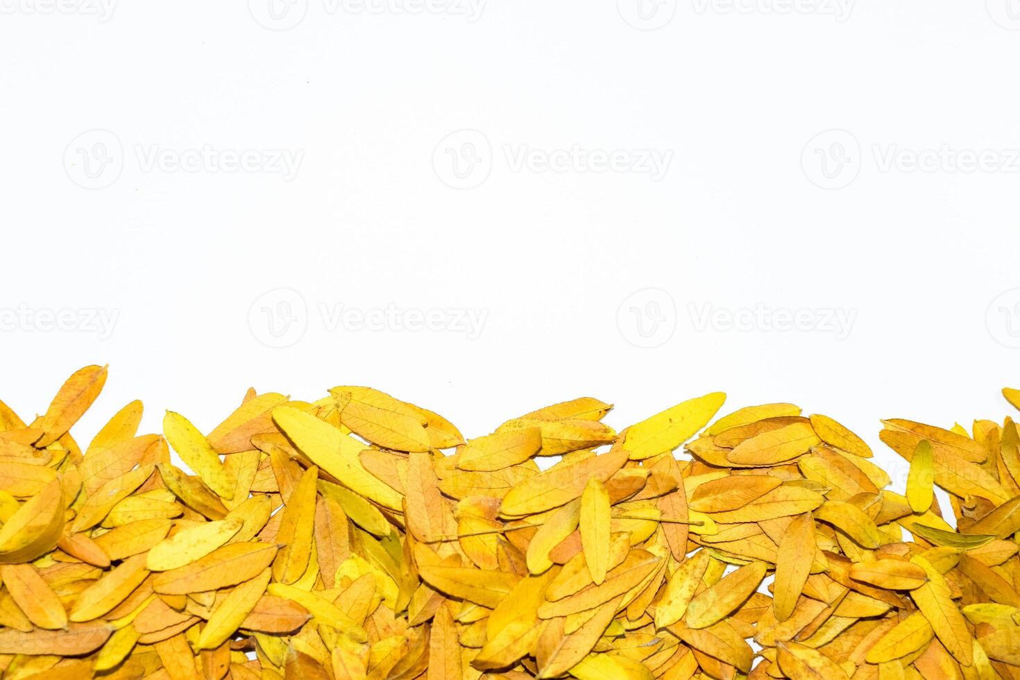 Gleditsia triacantnos, yellow leaves photo
