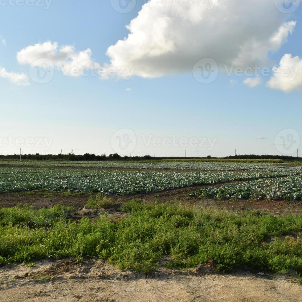 el repollo campo foto