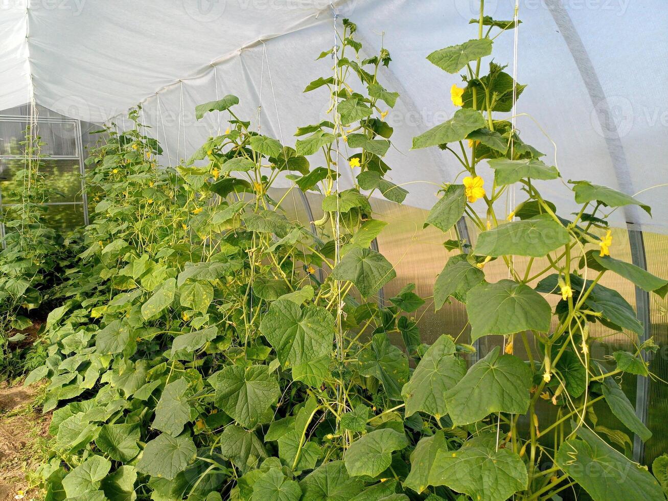 Cucumbers in greenhouse to grow. Tied stalks of cucumbers in the greenhouse. photo