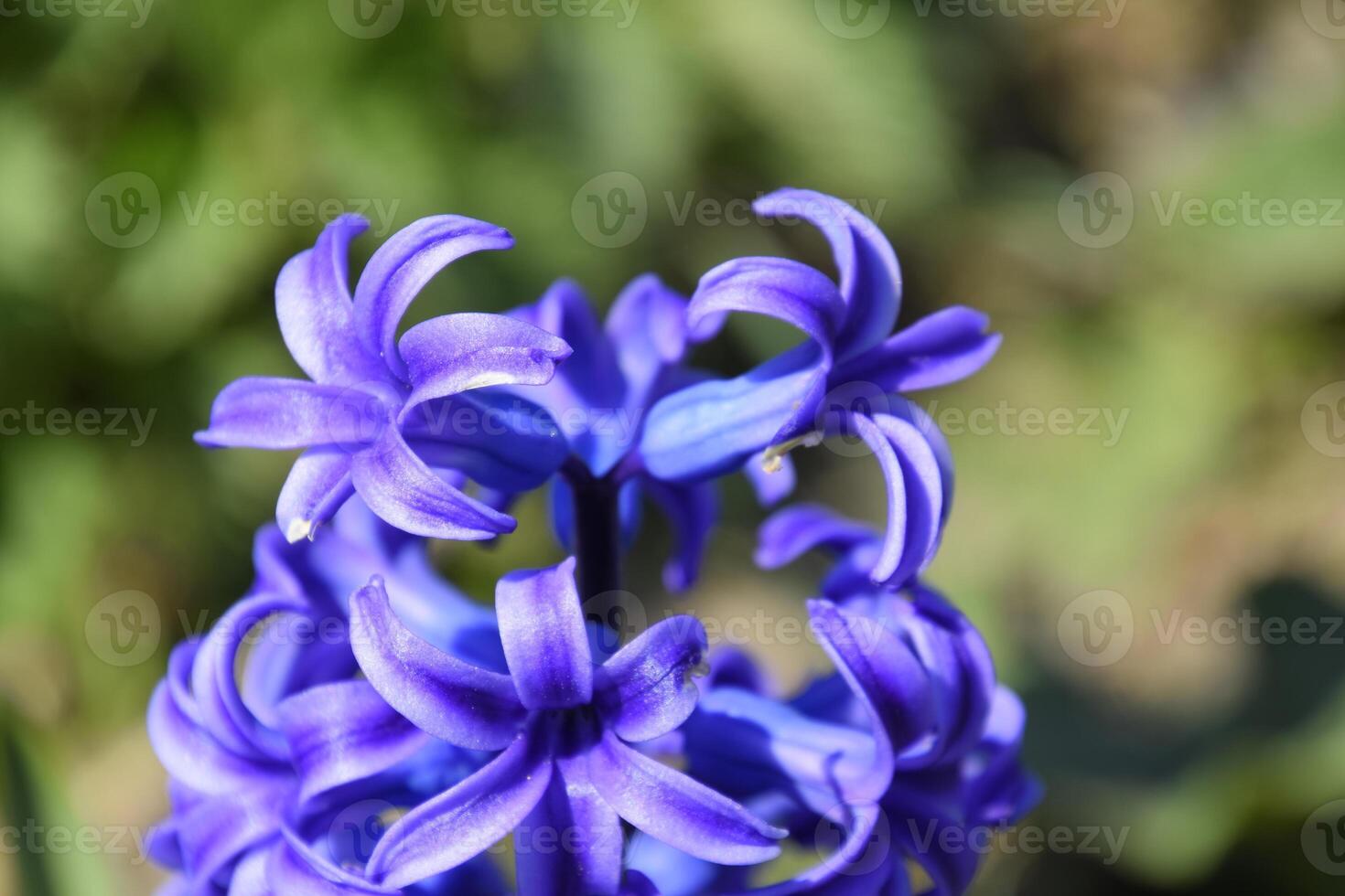 jacinto flores en jardín en primavera. soltero planta jacinto foto