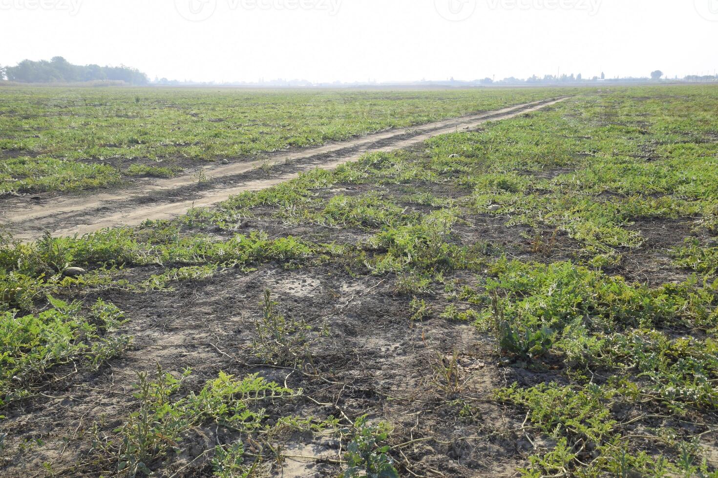 An abandoned field of watermelons and melons. Rotten watermelons. Remains of the harvest of melons. Rotting vegetables on the field. photo