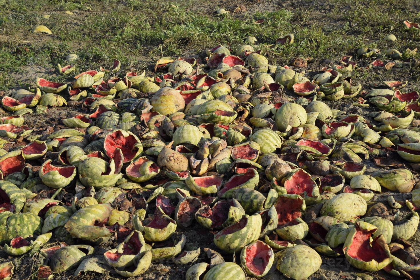 Heaps of rotting watermelons. Peel of melon. An abandoned field of watermelons and melons. Rotten watermelons. Remains of the harvest of melons. Rotting vegetables on the field. photo