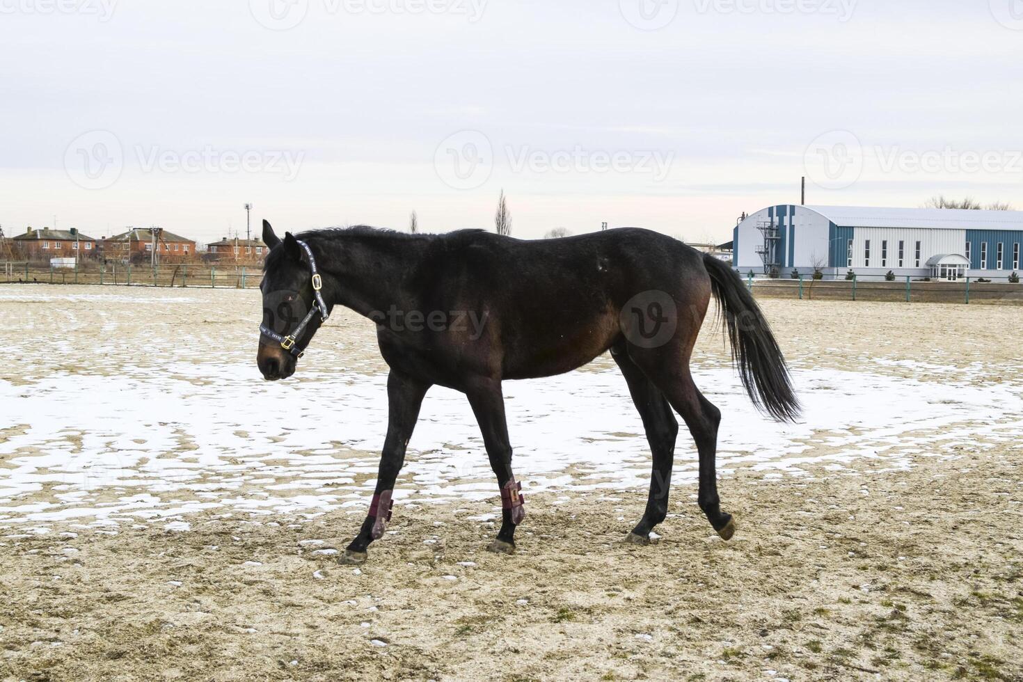 The horse walked around the stadium photo