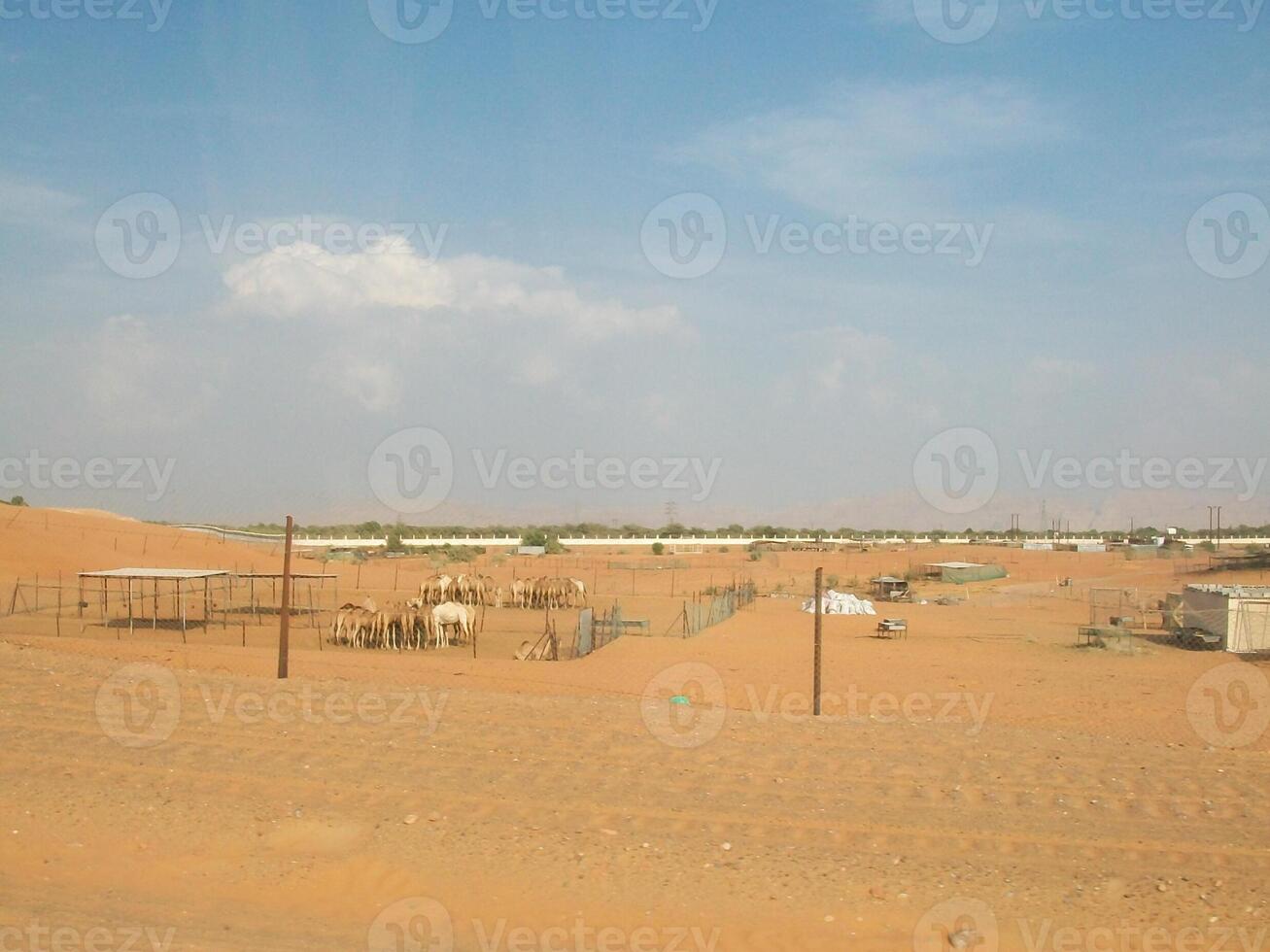 Camels in the shelter photo