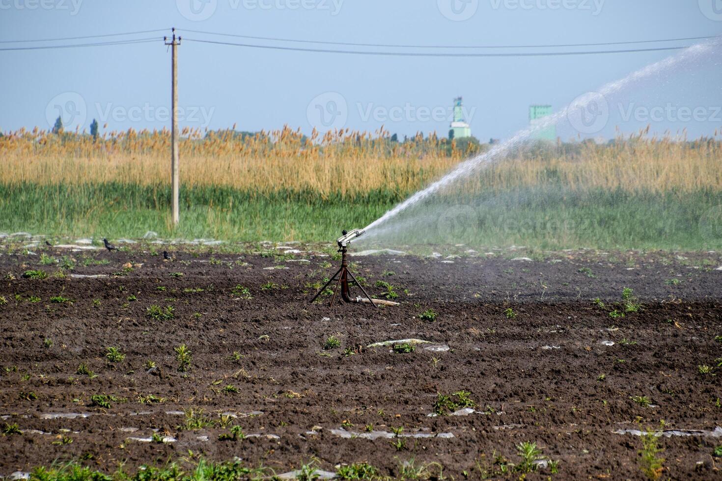 Irrigation system in field of melons. Watering the fields. Sprinkler photo