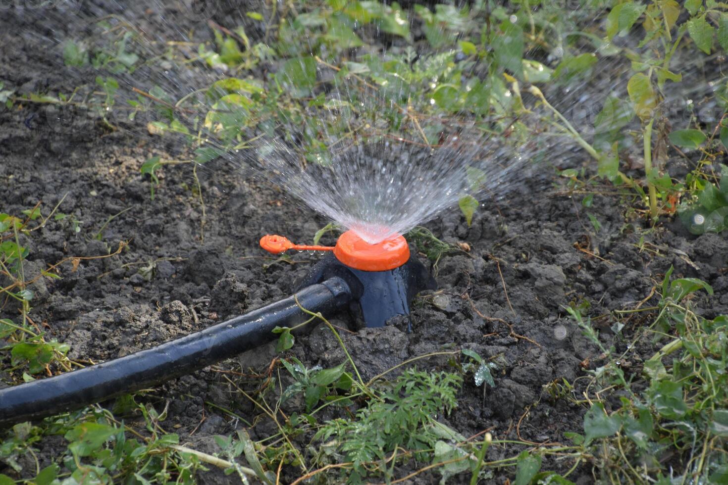 Watering the beds of tomato seedlings using a nozzle sprinkler. photo