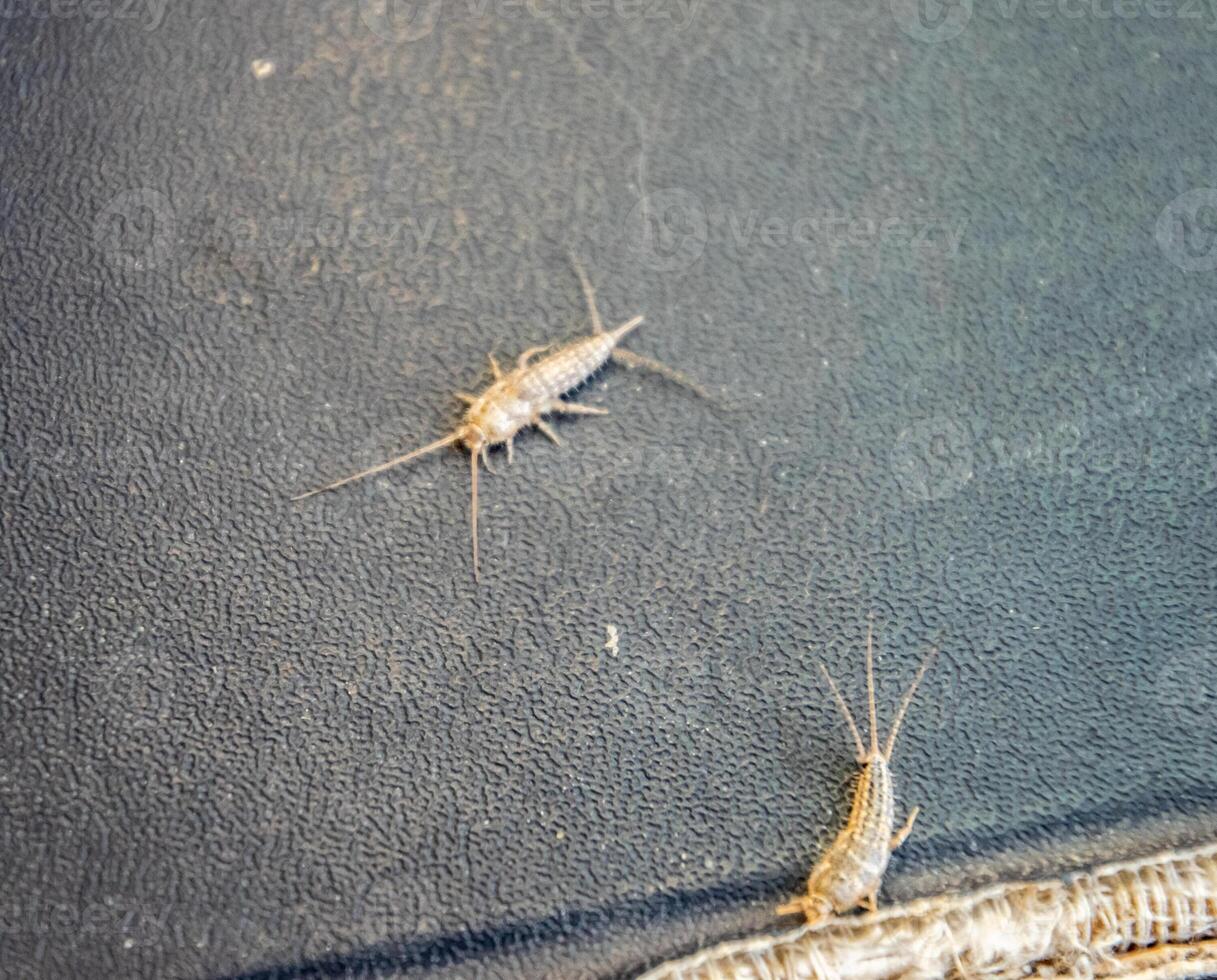 lepisma on the tattered cover of an old book. Pest books and newspapers. Insect feeding on paper - silverfish, lepisma photo