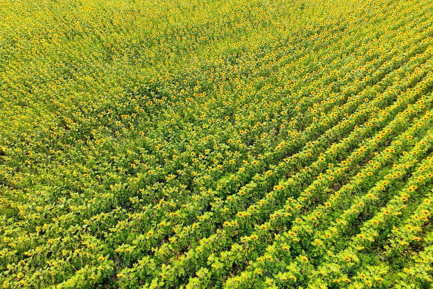 Aerial view of agricultural fields flowering oilseed. Field of sunflowers. Top view. photo