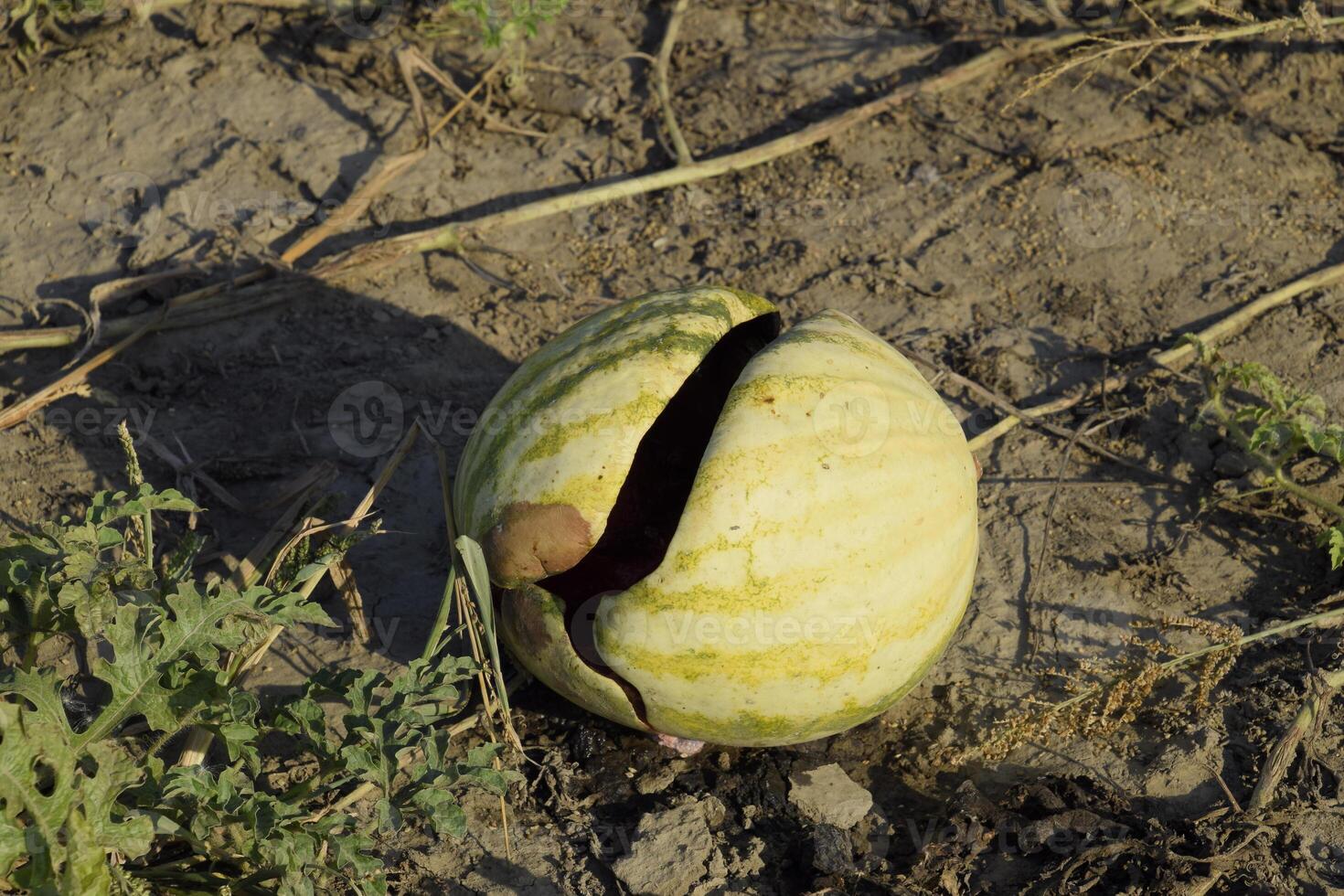 Chopped old rotten watermelon. An abandoned field of watermelons and melons. Rotten watermelons. Remains of the harvest of melons. Rotting vegetables on the field. photo