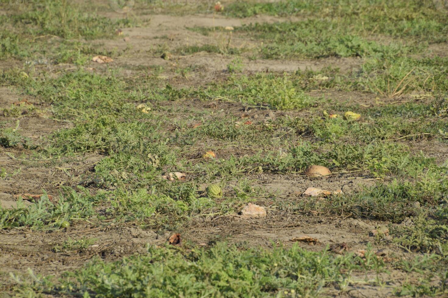 An abandoned field of watermelons and melons. Rotten watermelons. Remains of the harvest of melons. Rotting vegetables on the field. photo