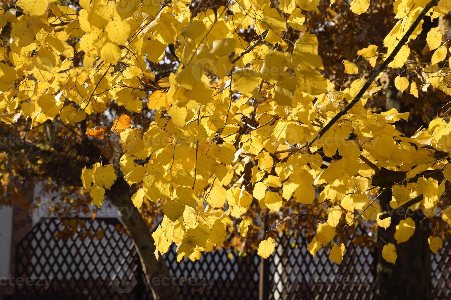 Yellow leaves of a linden. Yellowing leaves on the branches of a tree. Autumn background from leaves of a linden. Yellow autumn leaves photo