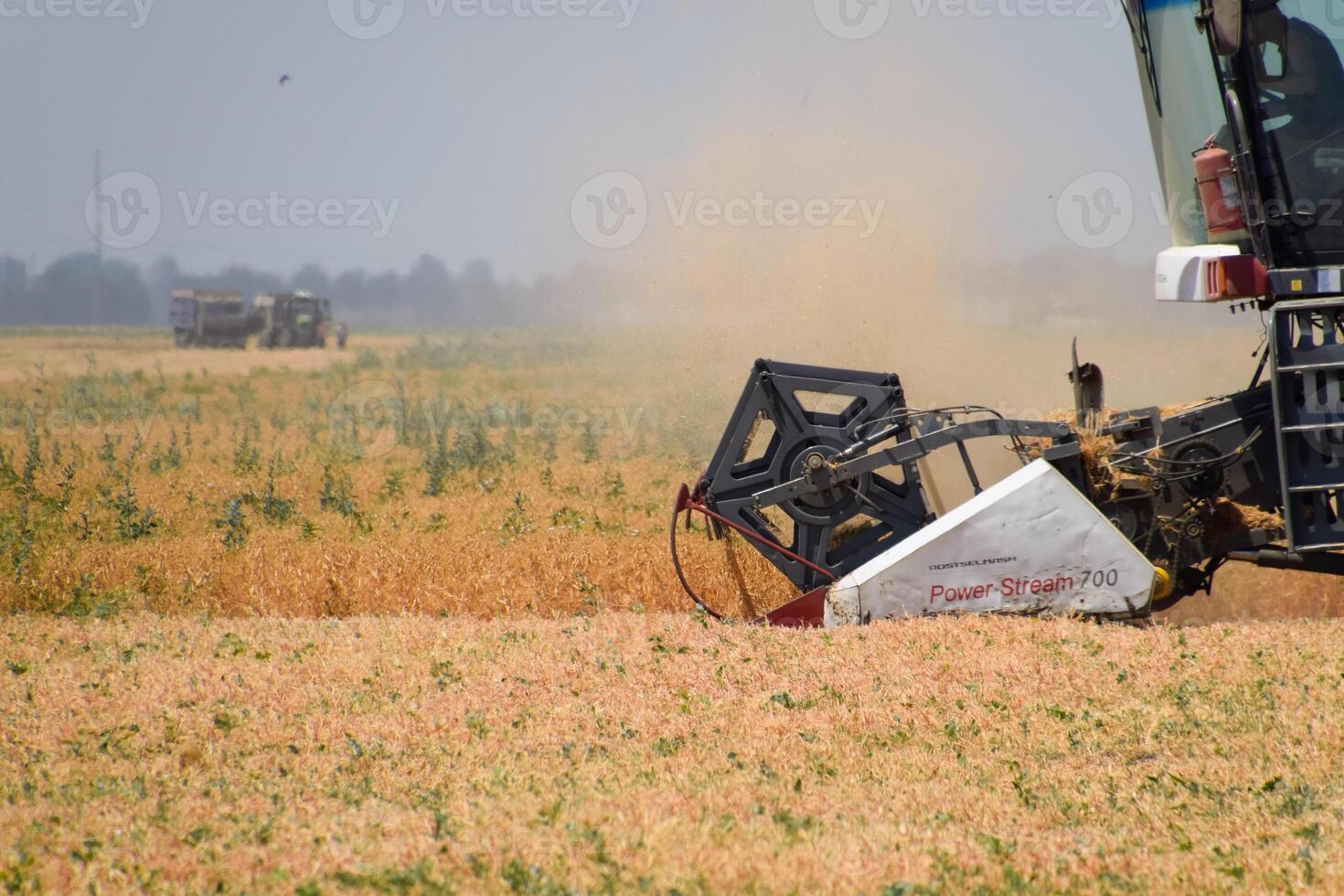 Harvesting peas with a combine harvester. Harvesting peas from the fields. photo