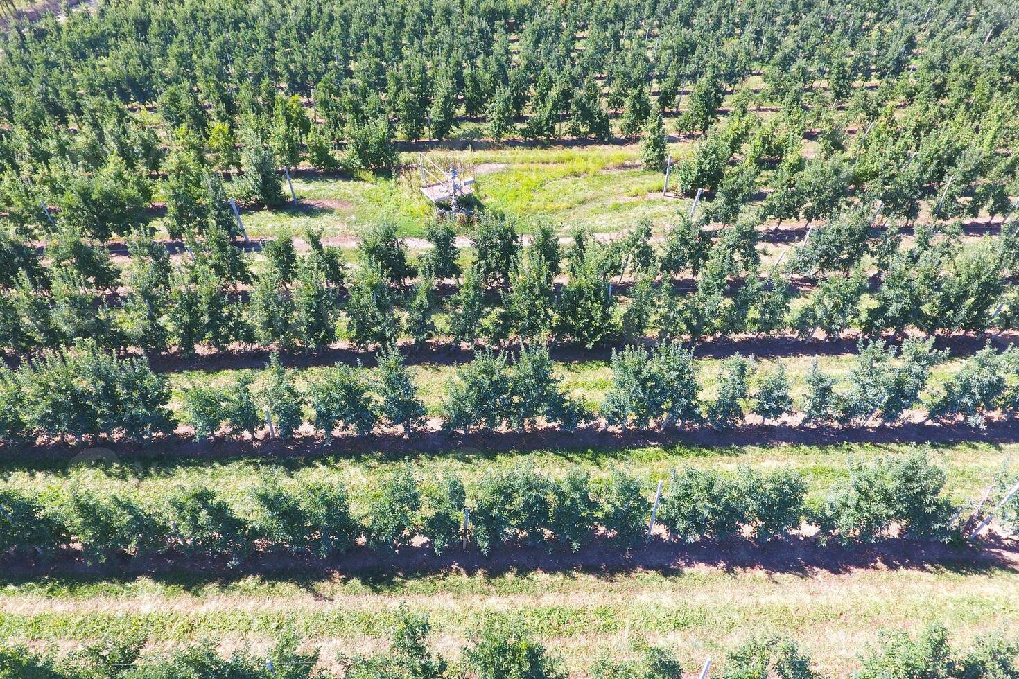 Rows of trees in the garden. Aerophotographing, top view. photo