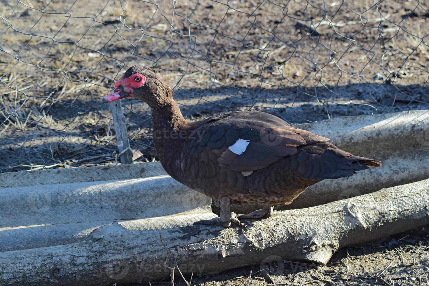 The musky duck photo