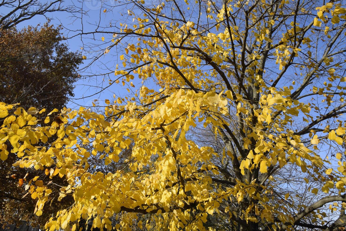 Yellow leaves of a linden. Yellowing leaves on the branches of a tree. Autumn background from leaves of a linden. Yellow autumn leaves photo