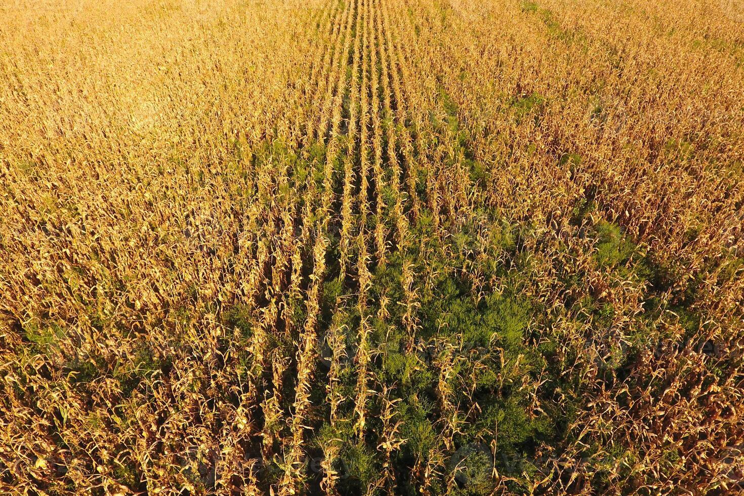 Field with ripe corn. Dry stalks of corn. View of the cornfield photo