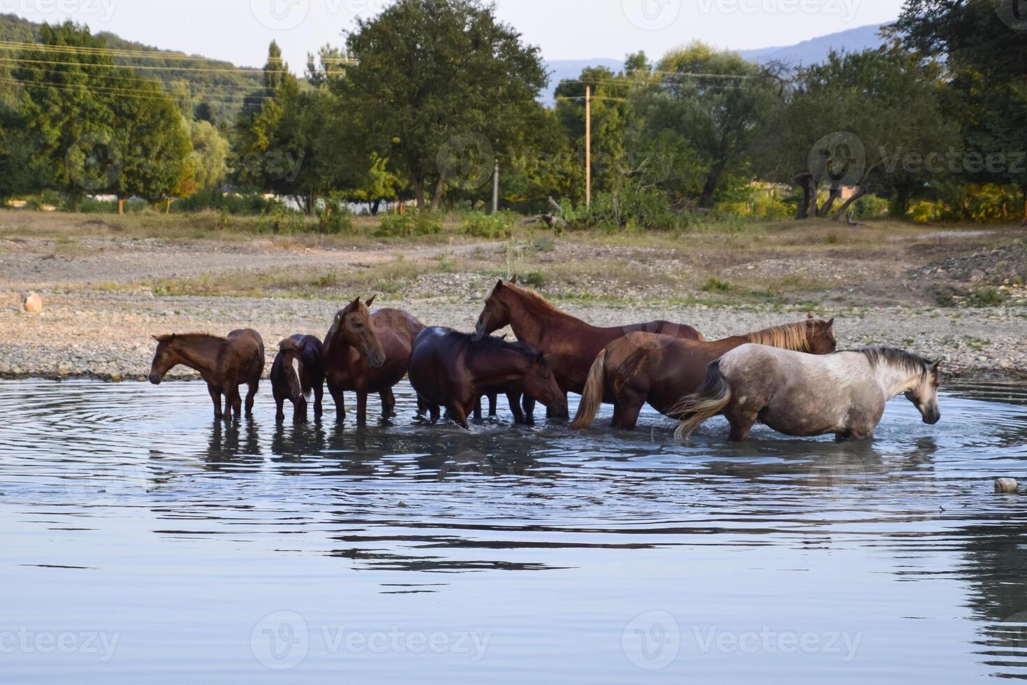 Horses walk in line with a shrinking river. The life of horses photo
