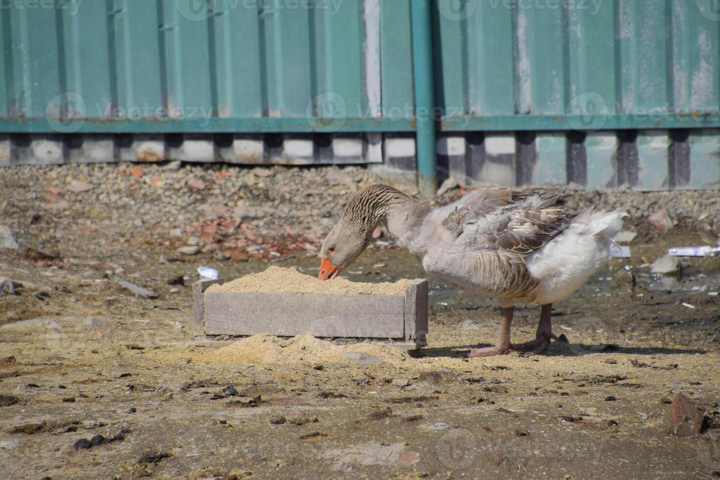 The gray goose is domestic. A domestic goose is food. photo