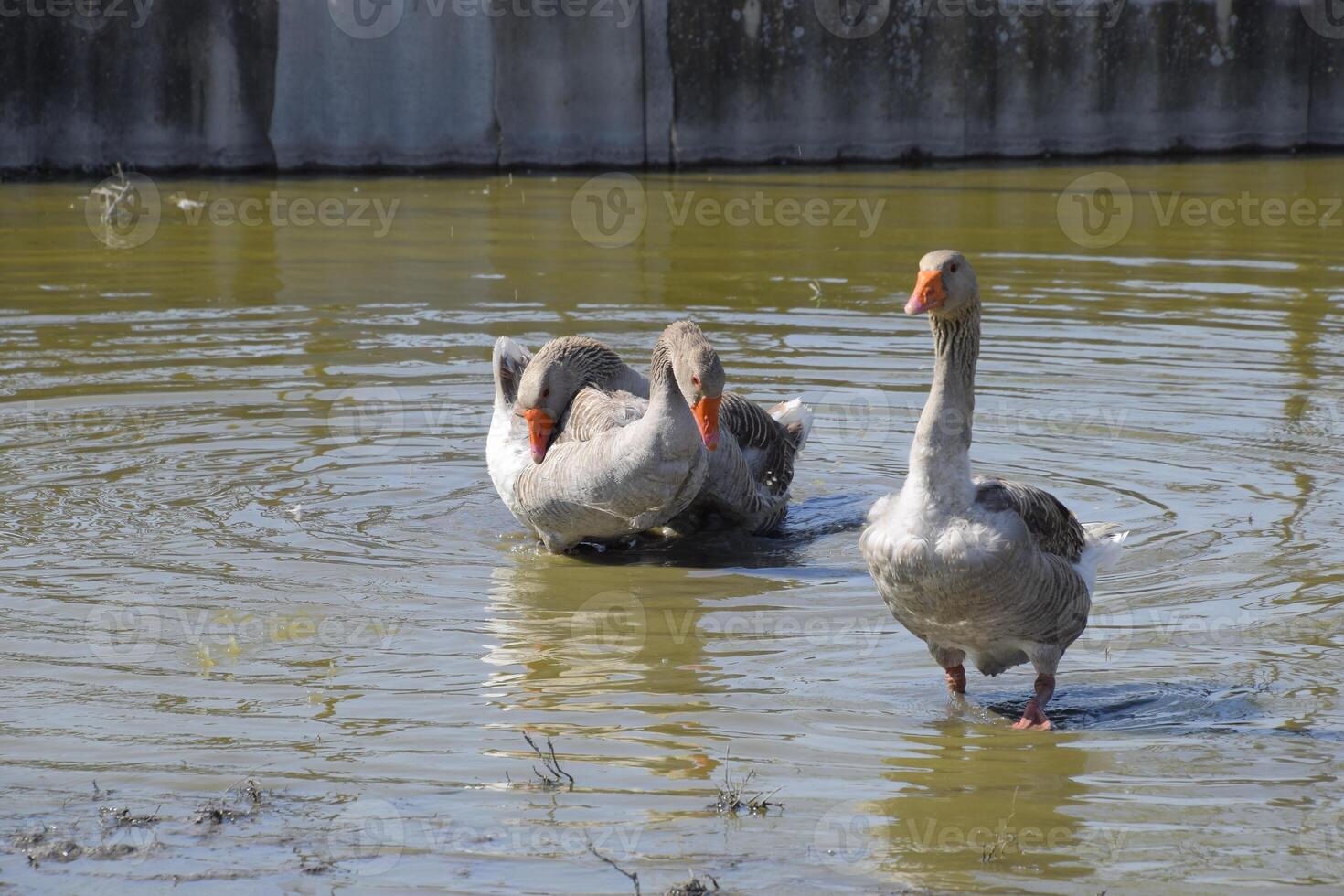 The gray goose is domestic. Homemade gray goose. Homemade geese in an artificial pond photo