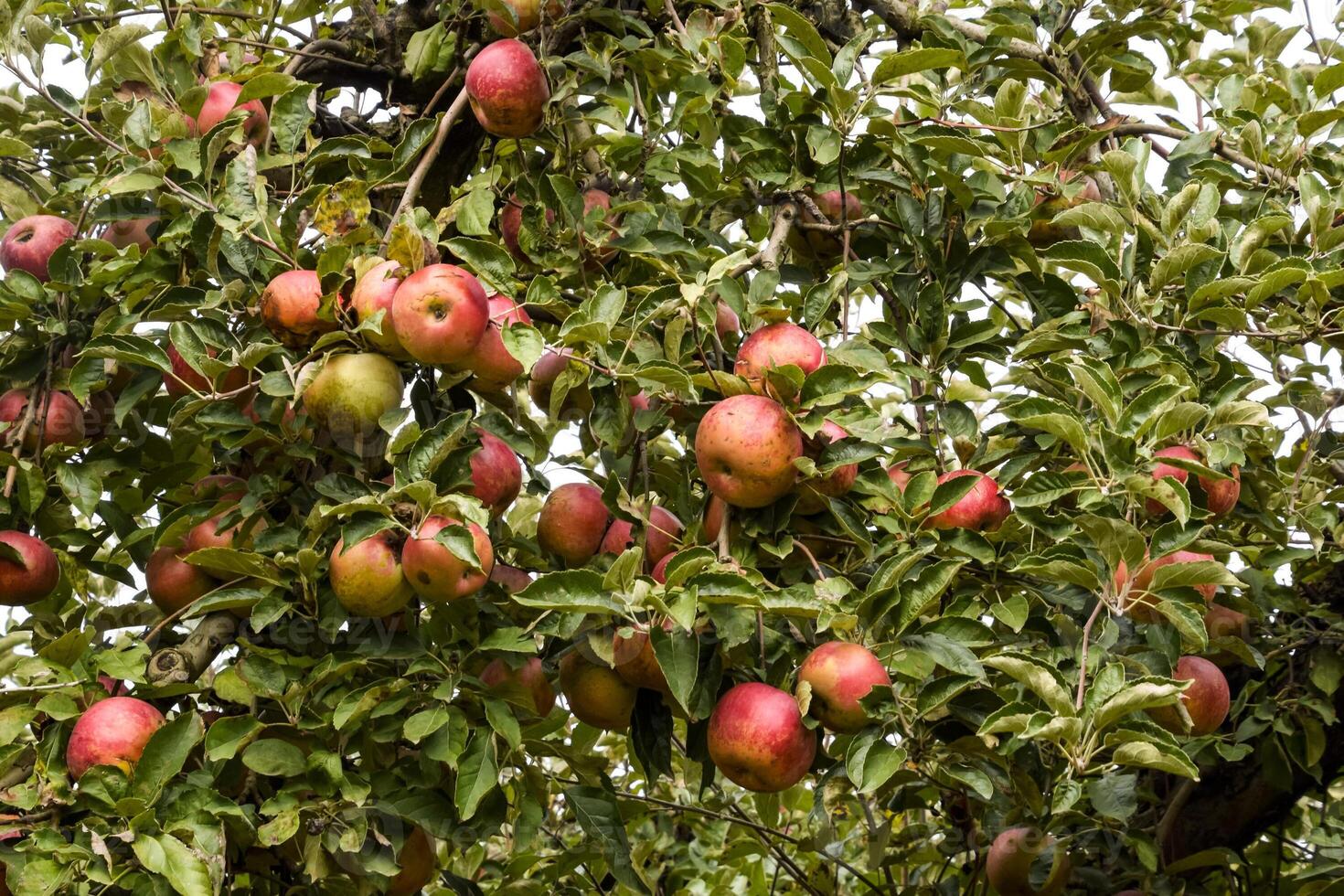 Apple orchard. Rows of trees and the fruit of the ground under t photo