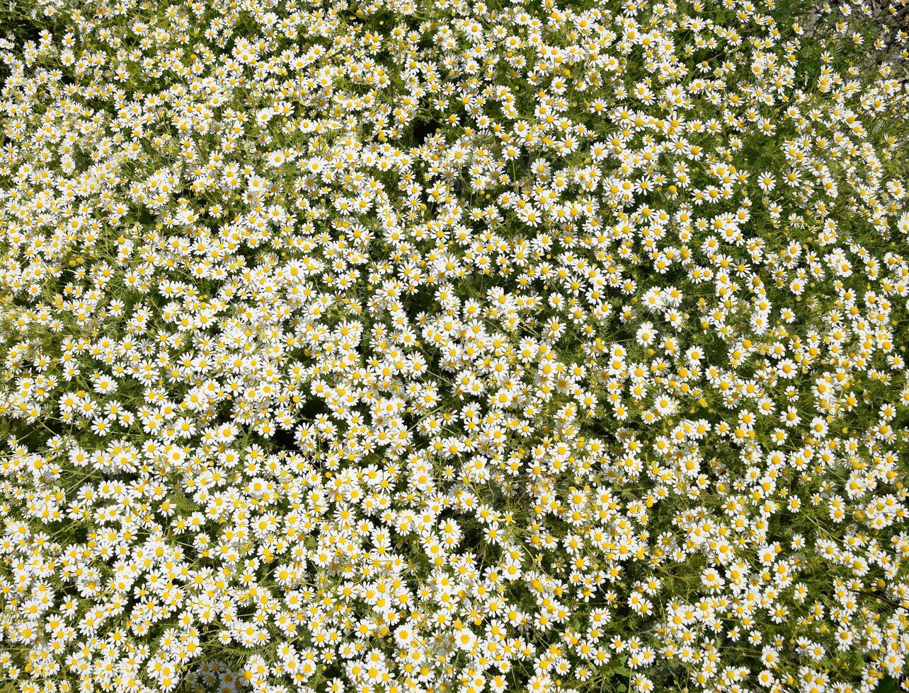 Chamomile flowers. Pharmaceutical camomile. Medicinal plant chamomile, flowering. photo
