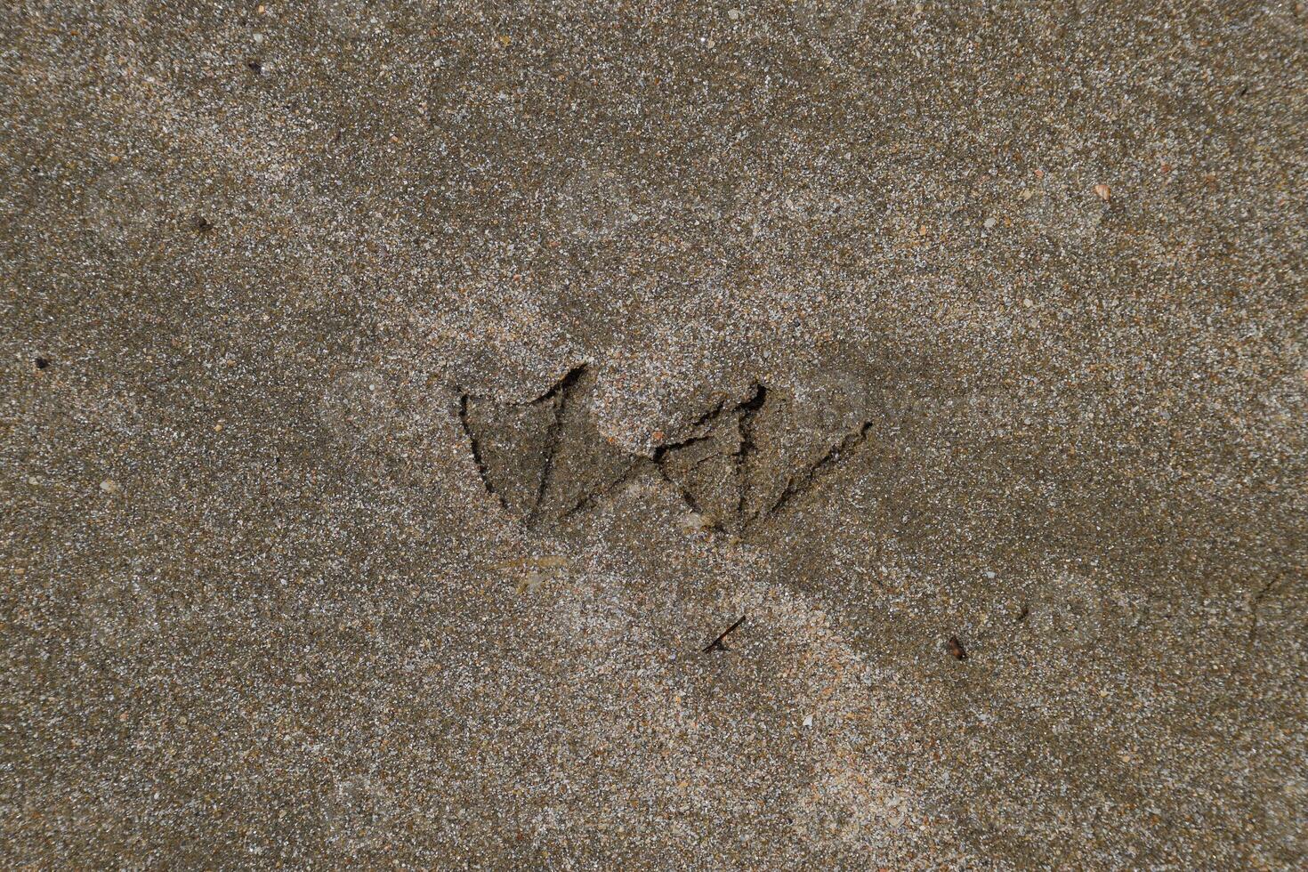 Traces of a seagull on the sand by the sea photo