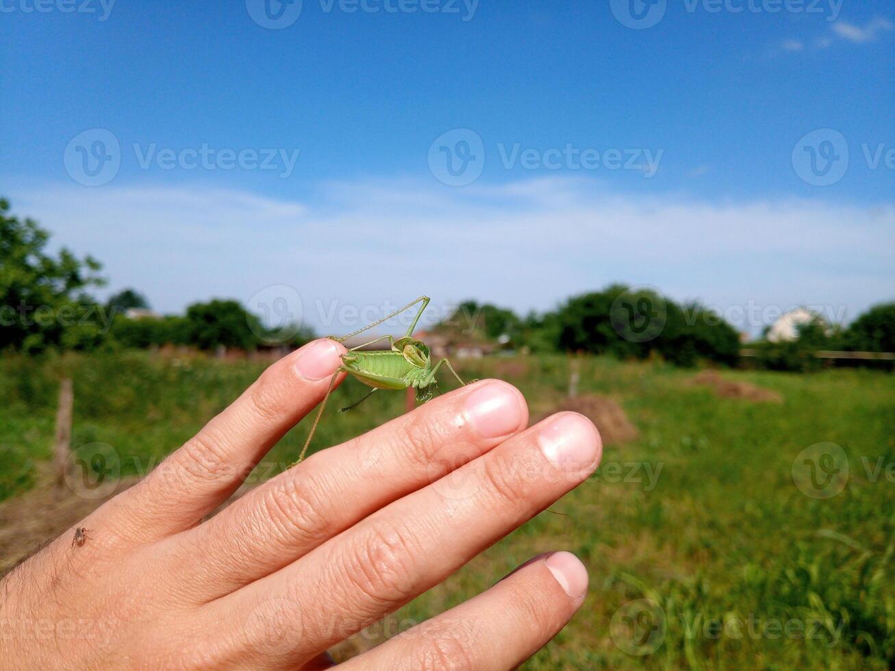 Grasshopper isofia on mans hand. Isophage insect. photo