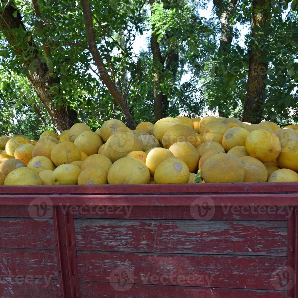 Yellow watermelon in the cart photo