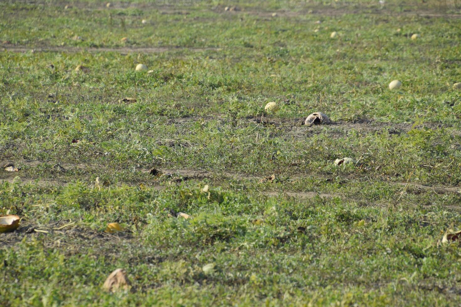 An abandoned field of watermelons and melons. Rotten watermelons. Remains of the harvest of melons. Rotting vegetables on the field. photo