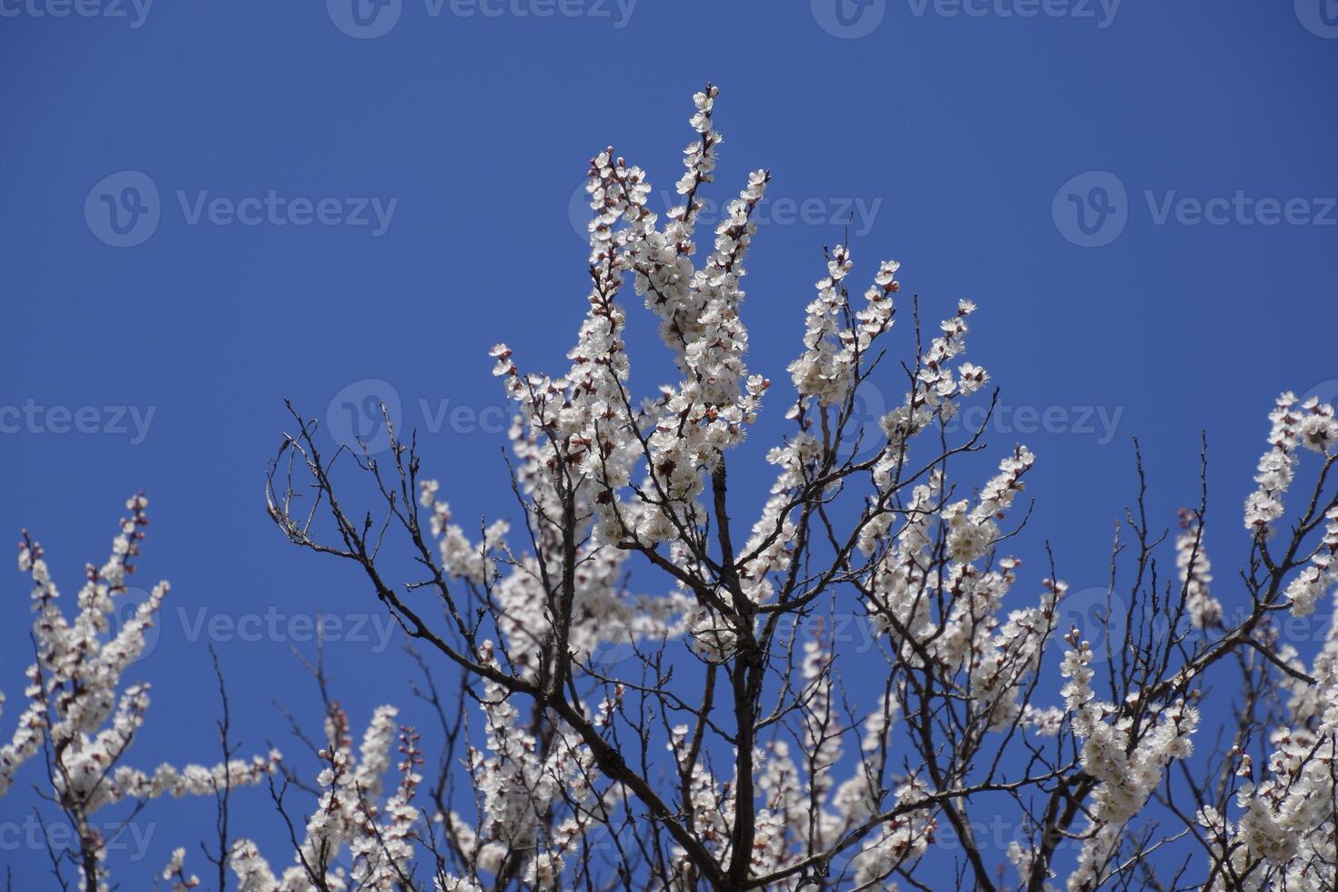 Spring flowering trees. Pollination of flowers of apricot. Blooming wild apricot in the garden photo