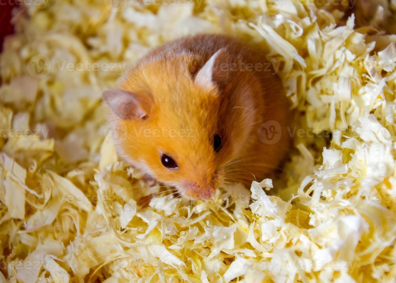 Hamster home in keeping in captivity. Hamster in sawdust. Red hamster photo