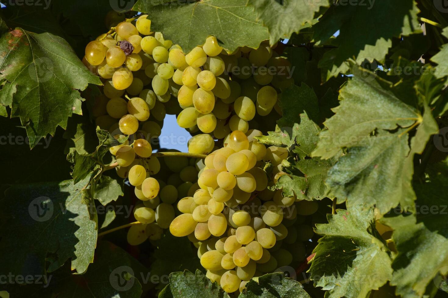 The grape gardens. Cultivation of wine grapes at the Sea of Azov photo