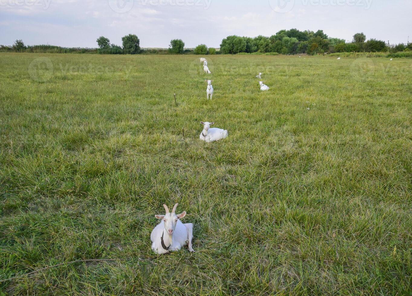 Goats grazing in the meadow photo