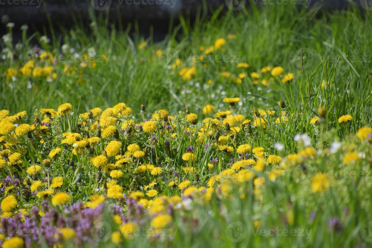 Flowering dandelions in the clearing. Meadow with dandelions. photo