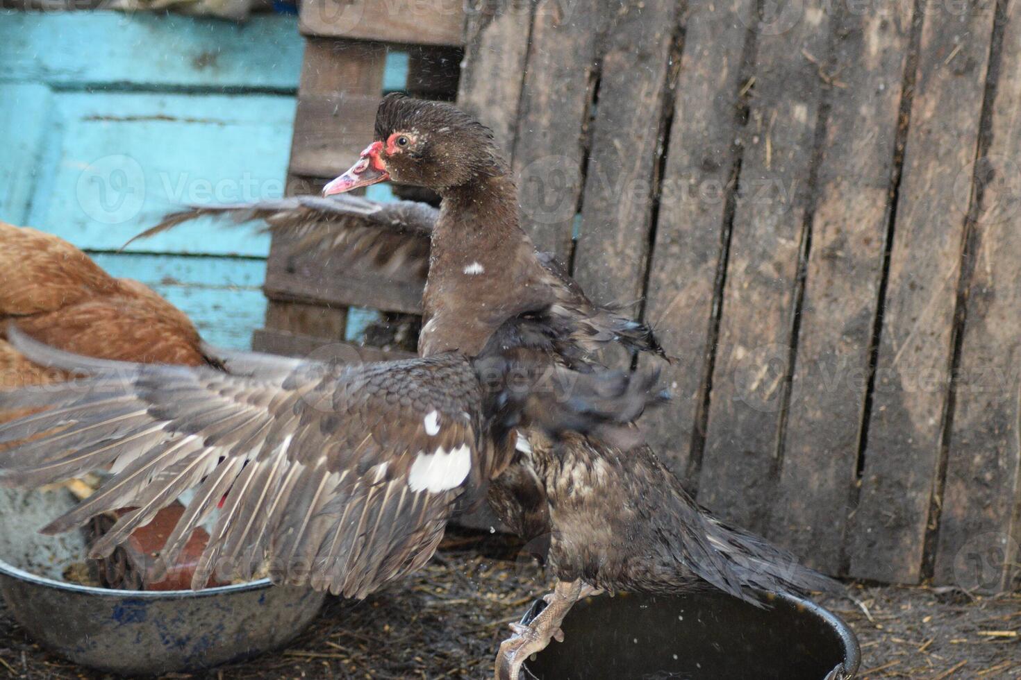 Musky duck bathes in a bucket of water. photo