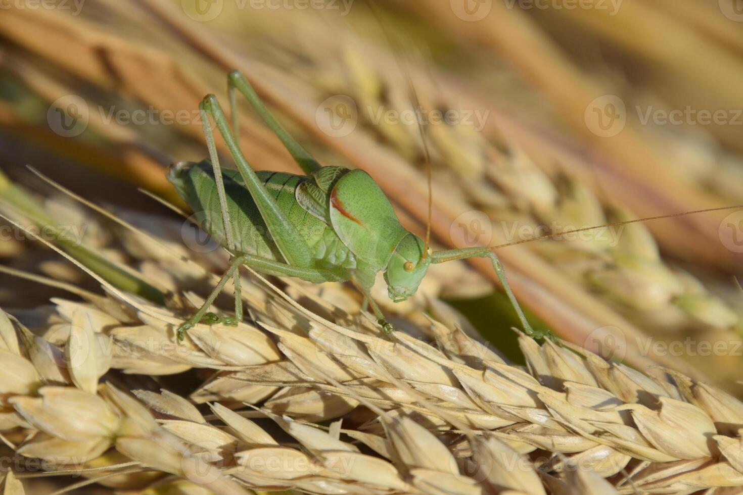 Isophya. Grasshopper is an isophy on a wheat spikelet. photo