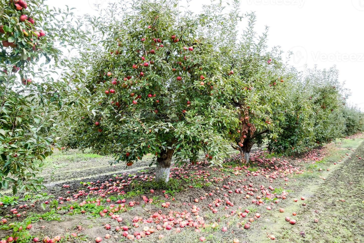 Apple orchard. Rows of trees and the fruit of the ground under the trees photo