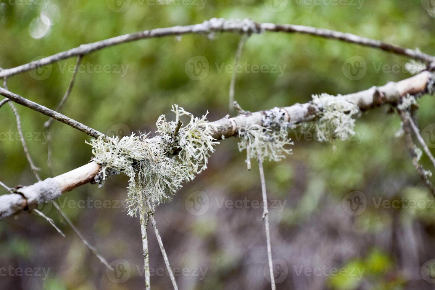 Moss on a tree branch. Green moss on a dead dead tree branch. photo