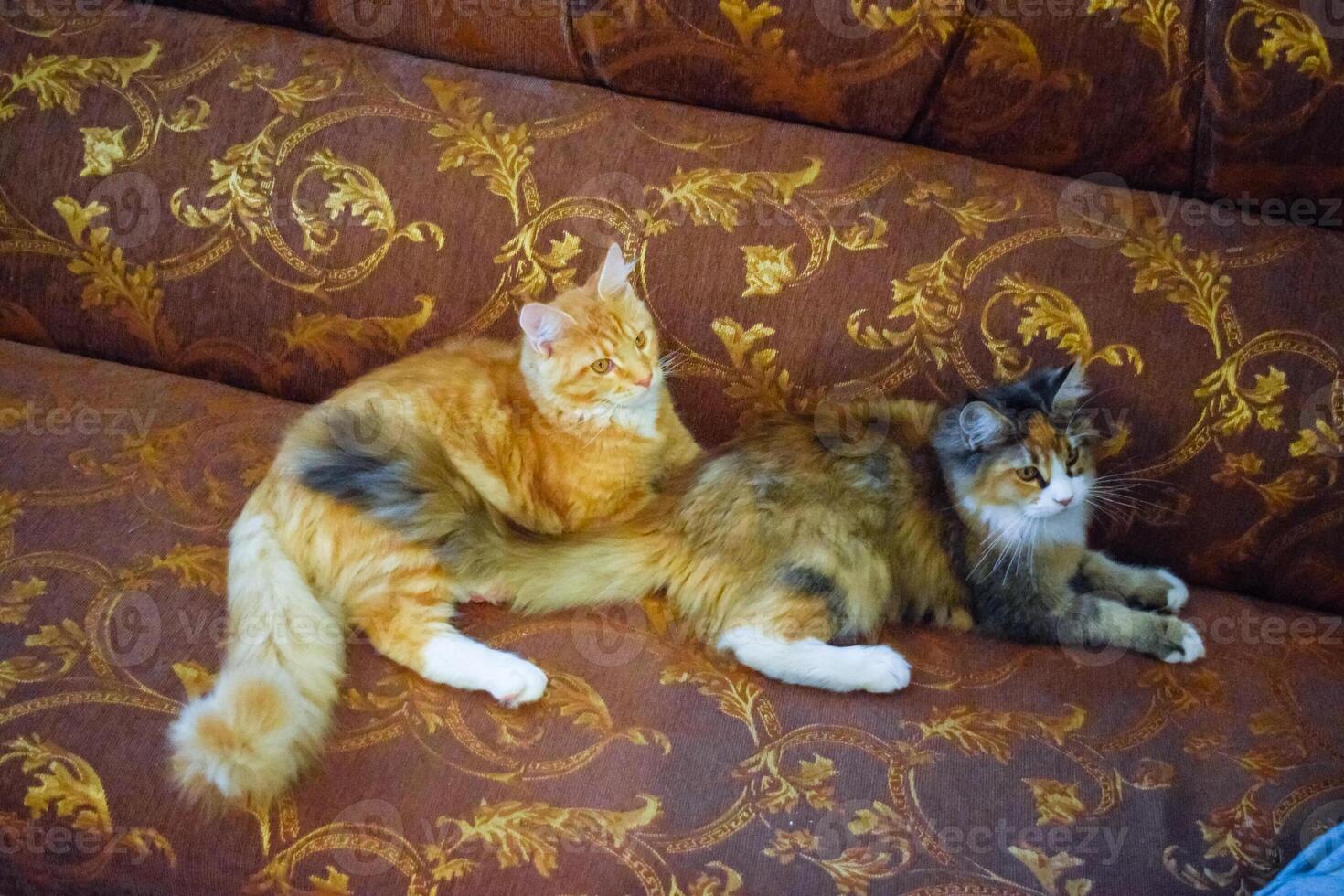 Giant maine coon cat. Mainecoon cat, Breeding of purebred cats at home photo