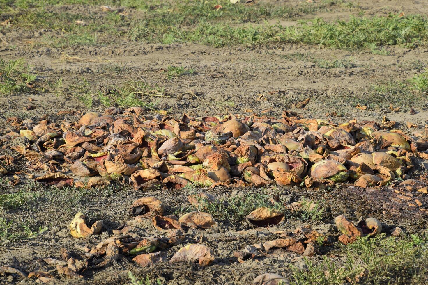 Heaps of rotting watermelons. Peel of melon. An abandoned field of watermelons and melons. Rotten watermelons. Remains of the harvest of melons. Rotting vegetables on the field. photo