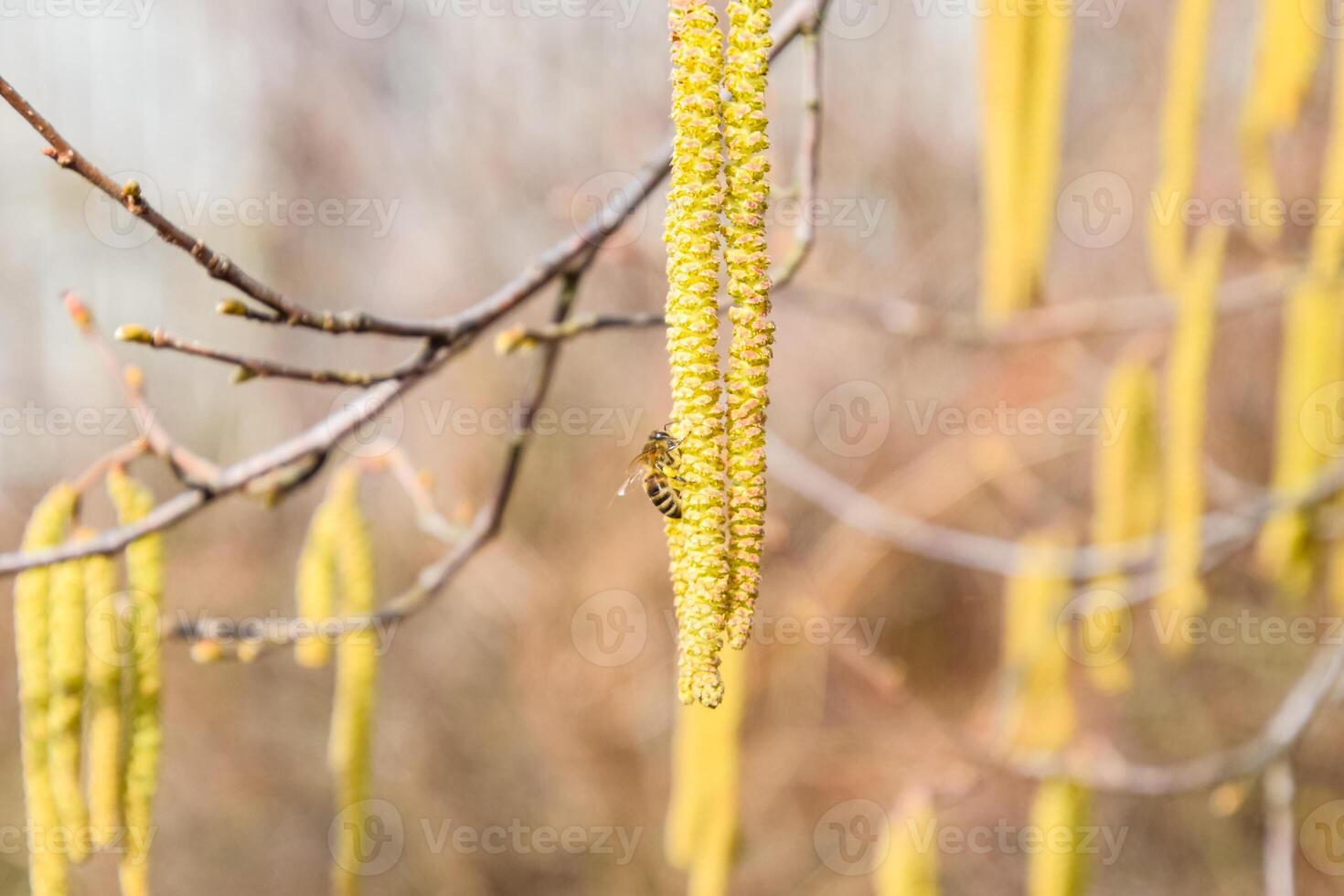 Pollination by bees earrings hazelnut. Flowering hazel hazelnut. photo