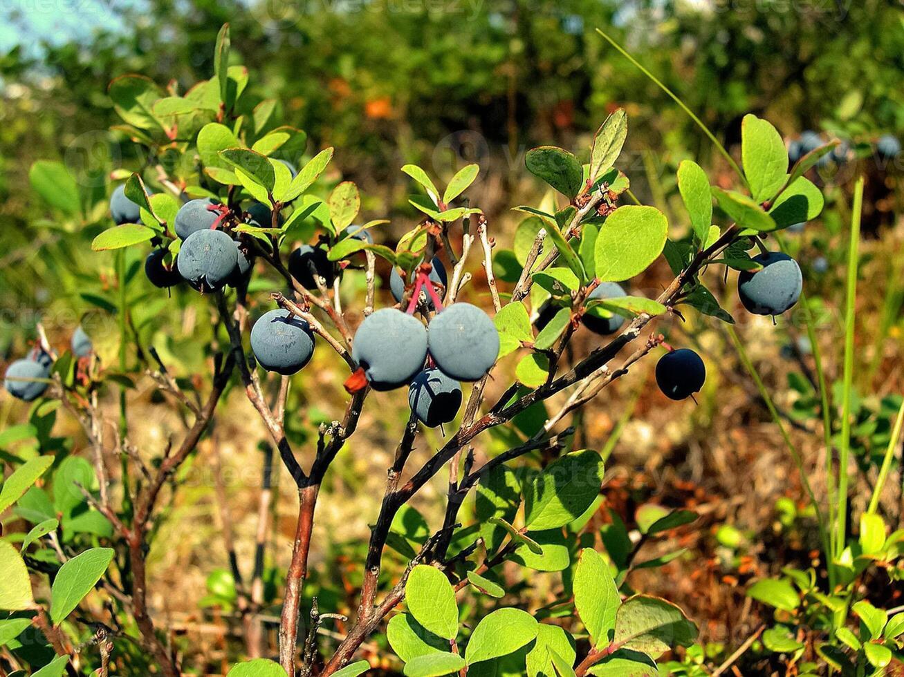 Blue berries of blueberries on bushes. Berries in the tundra photo