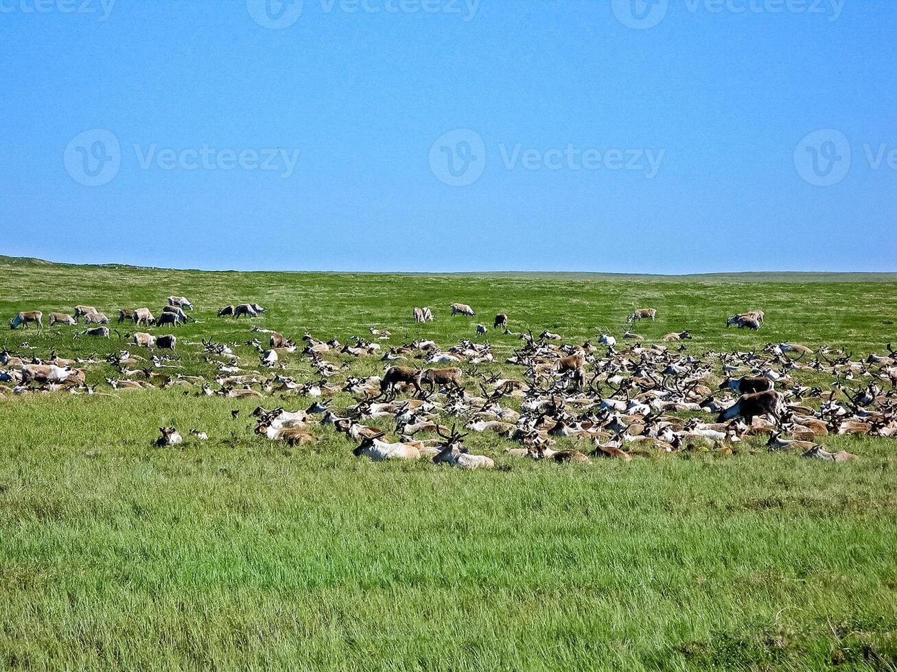 Reindeer in the tundra. Pastures for deer. Reindeer breeding. photo