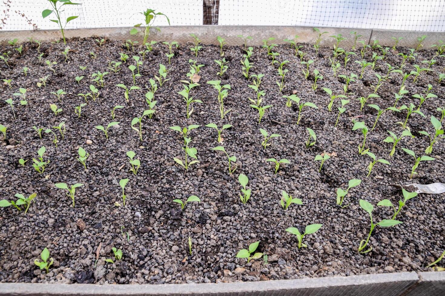 Seedlings of pepper. Pepper in greenhouse cultivation. Seedlings photo