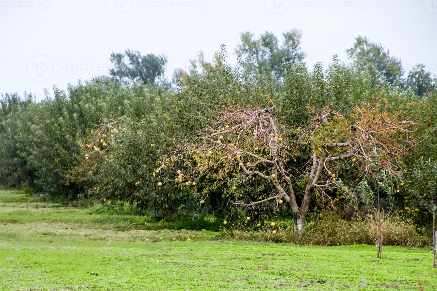 manzana huerta. filas de arboles y el Fruta de el suelo debajo el arboles foto