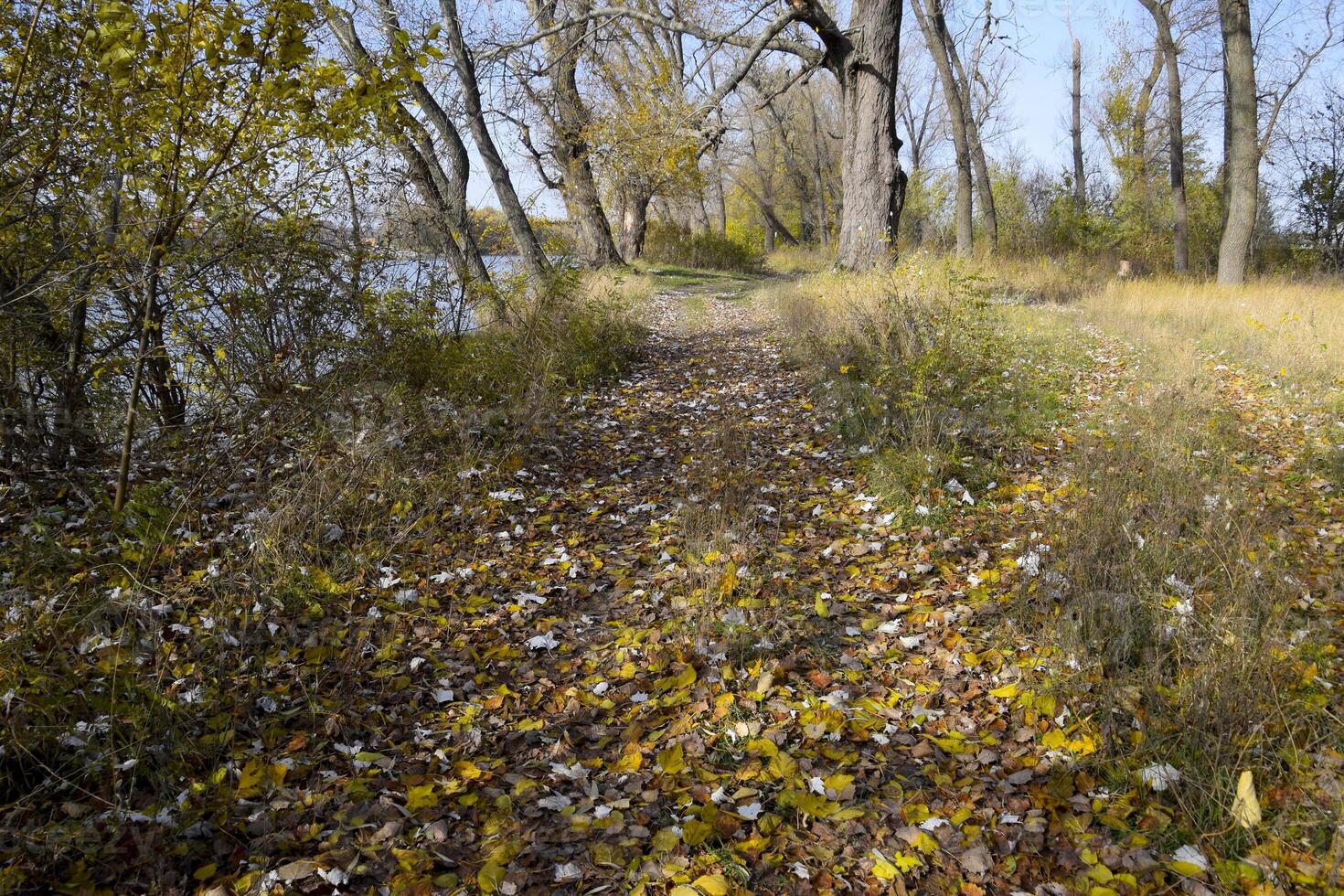 The path strewn with autumn yellow leaves of trees. Autumn alley photo