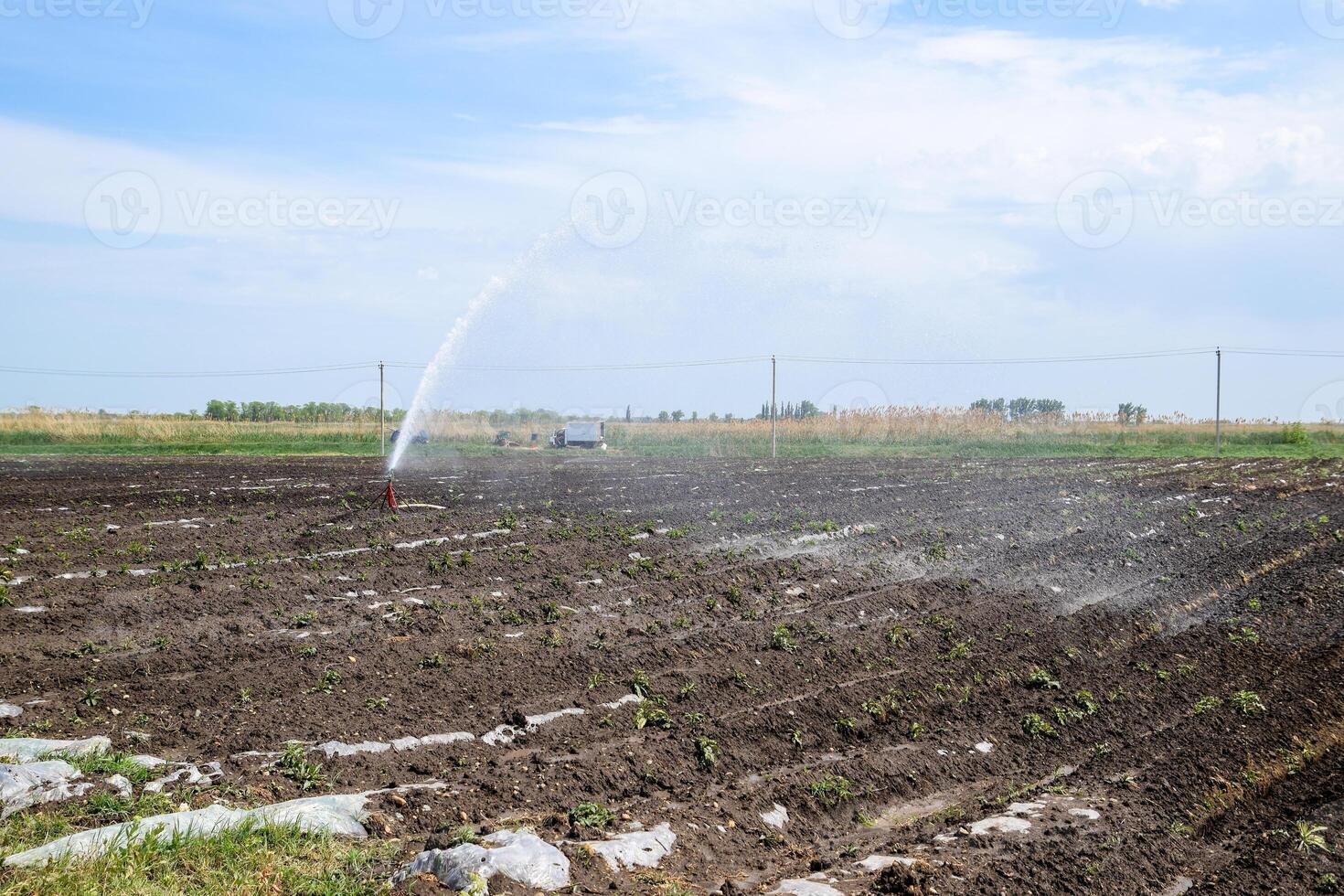 irrigación sistema en campo de melones riego el campos. aspersor foto