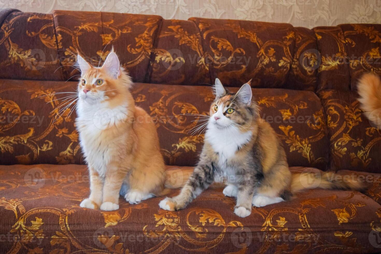 Giant maine coon cat. Mainecoon cat, Breeding of purebred cats at home photo