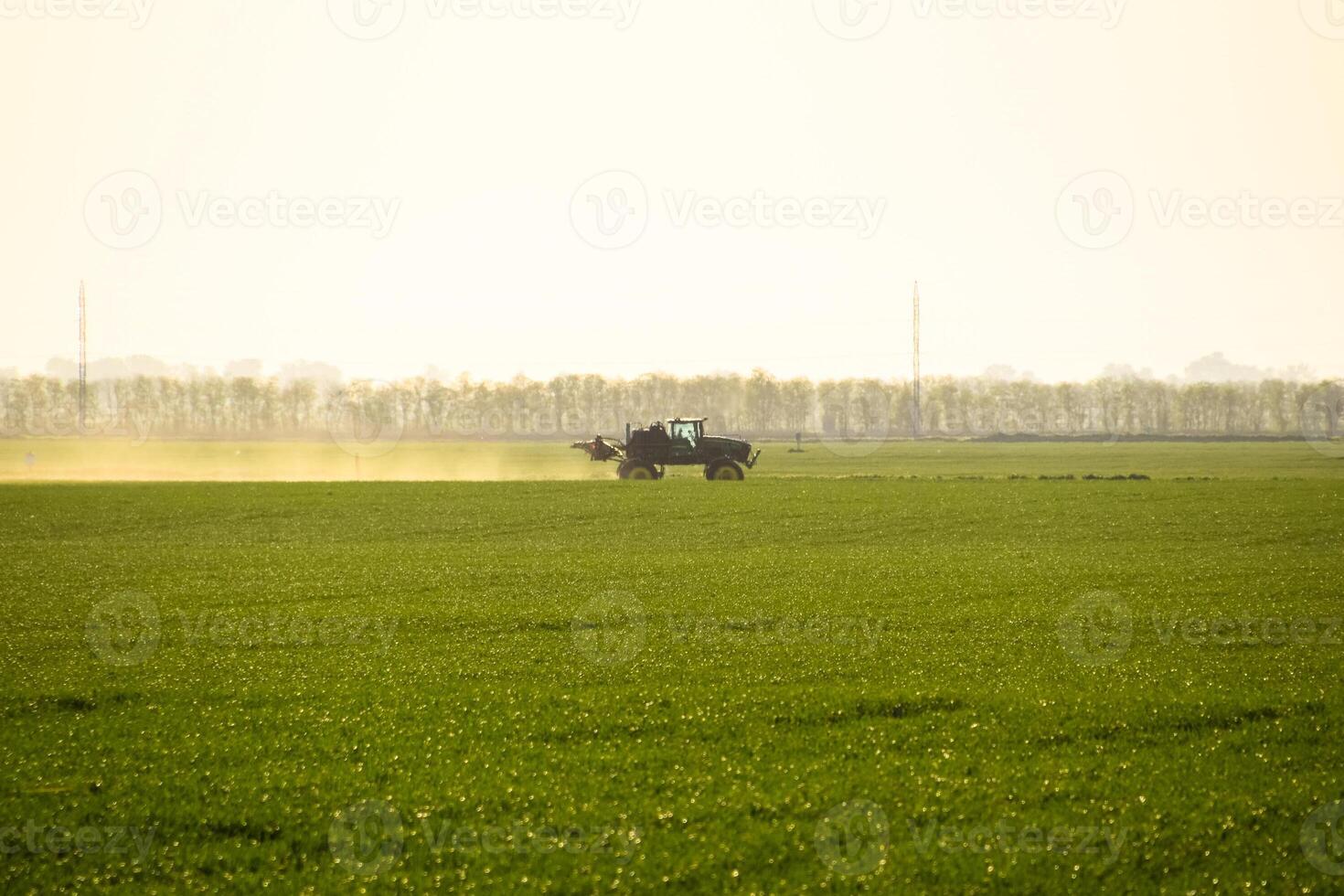tractor with the help of a sprayer sprays liquid fertilizers on young wheat in the field. photo
