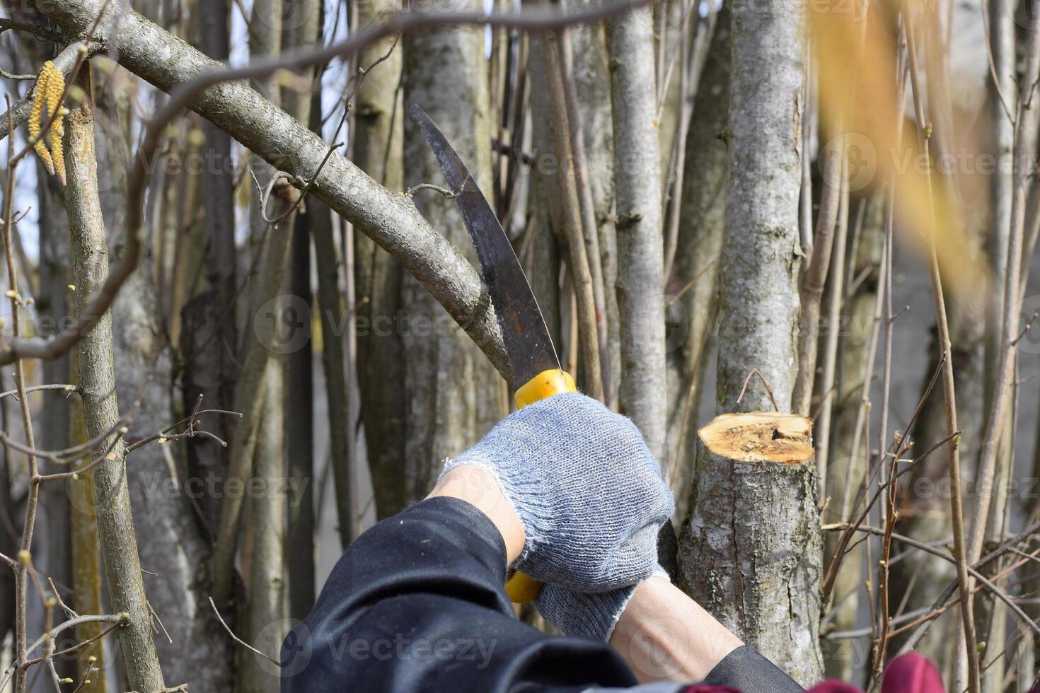 Cutting a tree branch with a hand garden saw. photo